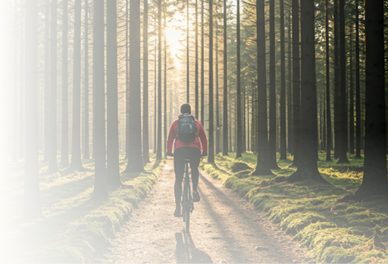 Olive Ridley turtle hatchlings moving toward the ocean